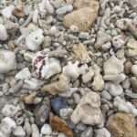 Thumbnail of post image 097